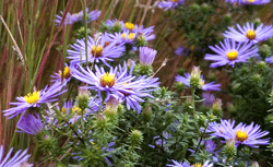 DSC_9100-asters-cropped-x300